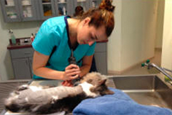 Cat getting groomed