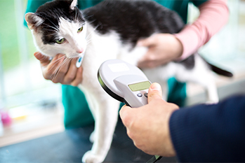 Cat getting checked for microchip