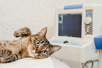 Cat getting radiology