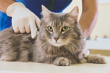 Cat getting examined